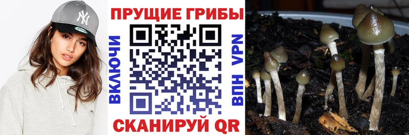 Галлюциногенные грибы Psilocybine cubensis  где продают   Миасс 
